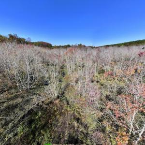 Photo #21 of SOLD property in Off Buck Swamp Road, Pikeville, NC 30.5 acres