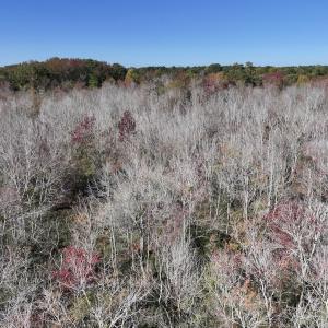 Photo #22 of SOLD property in Off Buck Swamp Road, Pikeville, NC 30.5 acres