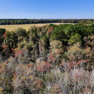 Photo #25 of SOLD property in Off Buck Swamp Road, Pikeville, NC 30.5 acres