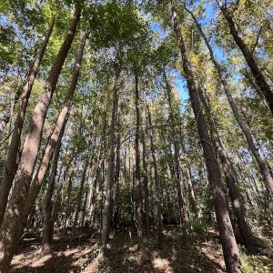 Photo #29 of SOLD property in Off Buck Swamp Road, Pikeville, NC 30.5 acres