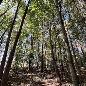 Photo #30 of SOLD property in Off Buck Swamp Road, Pikeville, NC 30.5 acres