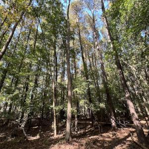 Photo #31 of SOLD property in Off Buck Swamp Road, Pikeville, NC 30.5 acres