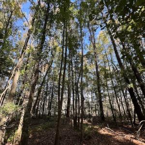 Photo #32 of SOLD property in Off Buck Swamp Road, Pikeville, NC 30.5 acres