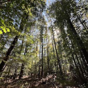 Photo #33 of SOLD property in Off Buck Swamp Road, Pikeville, NC 30.5 acres