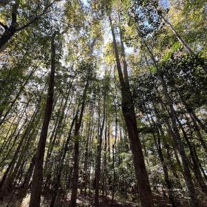 Photo #35 of SOLD property in Off Buck Swamp Road, Pikeville, NC 30.5 acres