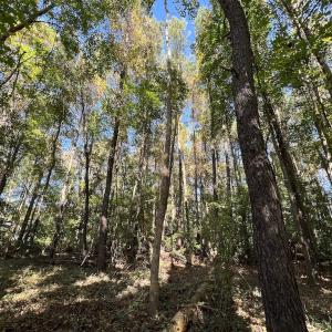 Photo #36 of SOLD property in Off Buck Swamp Road, Pikeville, NC 30.5 acres