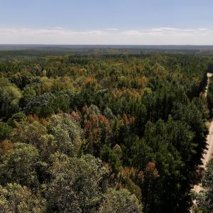 Photo #10 of SOLD property in Off Old Maple Rd. , Warrenton, NC 9.7 acres