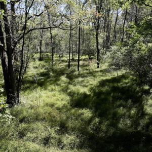 Photo #13 of SOLD property in Off Old Maple Rd. , Warrenton, NC 9.7 acres