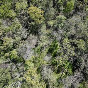 Photo #17 of SOLD property in Off Old Maple Rd. , Warrenton, NC 9.7 acres