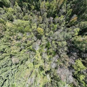 Photo #18 of SOLD property in Off Old Maple Rd. , Warrenton, NC 9.7 acres