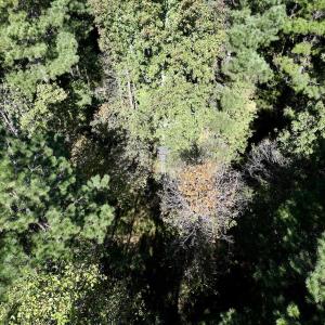 Photo #19 of SOLD property in Off Old Maple Rd. , Warrenton, NC 9.7 acres