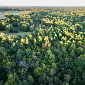 Photo #3 of SOLD property in Off Old Maple Rd. , Warrenton, NC 9.7 acres