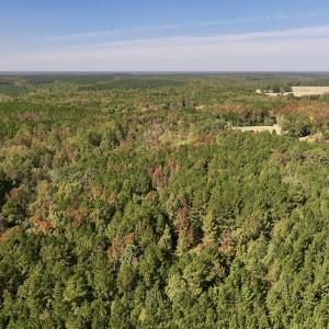 Photo #6 of SOLD property in Off Old Maple Rd. , Warrenton, NC 9.7 acres