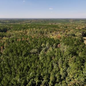 Photo #8 of SOLD property in Off Old Maple Rd. , Warrenton, NC 9.7 acres