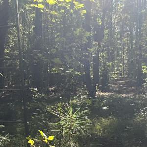 Photo #22 of SOLD property in Off Old Maple Rd. , Warrenton, NC 9.7 acres