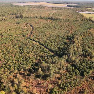 Photo #3 of SOLD property in Off Lightwood Bridge Road, Wallace, NC 90.0 acres