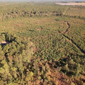 Photo #4 of SOLD property in Off Lightwood Bridge Road, Wallace, NC 90.0 acres