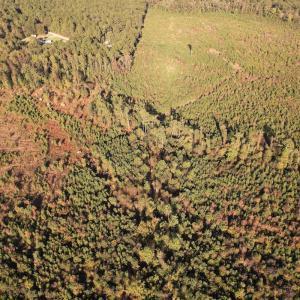 Photo #6 of SOLD property in Off Lightwood Bridge Road, Wallace, NC 90.0 acres