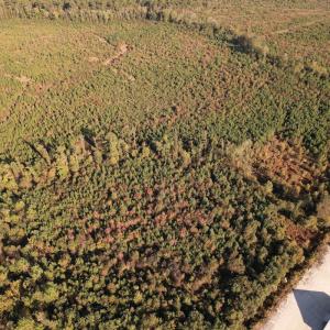 Photo #7 of SOLD property in Off Lightwood Bridge Road, Wallace, NC 90.0 acres