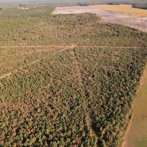 Photo #9 of SOLD property in Off Lightwood Bridge Road, Wallace, NC 90.0 acres