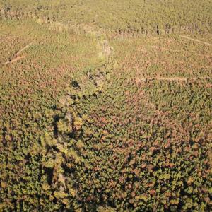 Photo #10 of SOLD property in Off Lightwood Bridge Road, Wallace, NC 90.0 acres