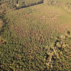 Photo #11 of SOLD property in Off Lightwood Bridge Road, Wallace, NC 90.0 acres