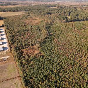 Photo #12 of SOLD property in Off Lightwood Bridge Road, Wallace, NC 90.0 acres