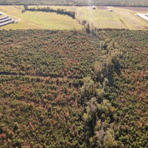 Photo #14 of SOLD property in Off Lightwood Bridge Road, Wallace, NC 90.0 acres