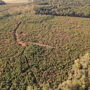Photo #15 of SOLD property in Off Lightwood Bridge Road, Wallace, NC 90.0 acres