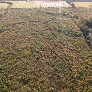 Photo #16 of SOLD property in Off Lightwood Bridge Road, Wallace, NC 90.0 acres