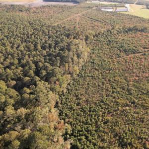 Photo #17 of SOLD property in Off Lightwood Bridge Road, Wallace, NC 90.0 acres