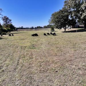Photo #64 of 975 Pashcall Rd, Warrenton, NC 43.1 acres