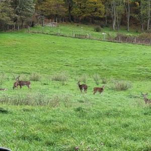 Photo #8 of SOLD property in Off Wimer Mountain Road, Blue Grass , VA 159.0 acres