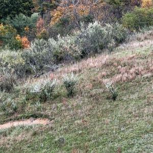 Photo #9 of SOLD property in Off Wimer Mountain Road, Blue Grass , VA 159.0 acres