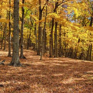Photo #19 of SOLD property in Off Wimer Mountain Road, Blue Grass , VA 159.0 acres