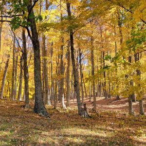 Photo #20 of SOLD property in Off Wimer Mountain Road, Blue Grass , VA 159.0 acres