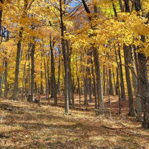 Photo #21 of SOLD property in Off Wimer Mountain Road, Blue Grass , VA 159.0 acres