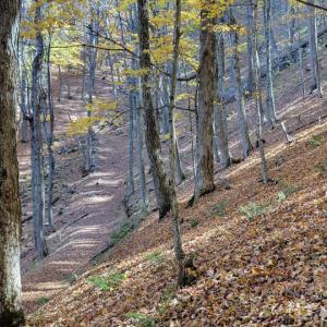 Photo #22 of SOLD property in Off Wimer Mountain Road, Blue Grass , VA 159.0 acres