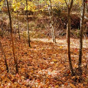 Photo #23 of SOLD property in Off Wimer Mountain Road, Blue Grass , VA 159.0 acres