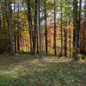 Photo #26 of SOLD property in Off Hardin Reynolds Rd, Critz, VA 39.8 acres