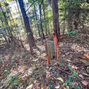 Photo #5 of Off Sarah Street , Bowling Green, VA 4.9 acres