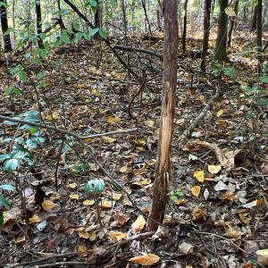 Photo #7 of Off Sarah Street , Bowling Green, VA 4.9 acres