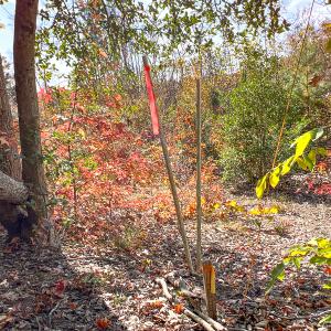 Photo #12 of Off Sarah Street , Bowling Green, VA 4.9 acres