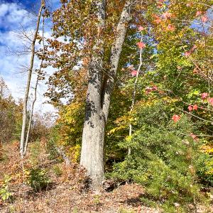Photo #14 of Off Sarah Street , Bowling Green, VA 4.9 acres