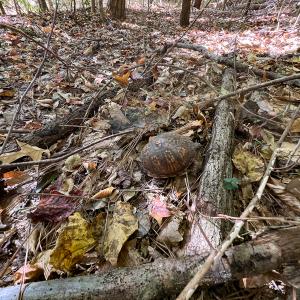 Photo #15 of Off Sarah Street , Bowling Green, VA 4.9 acres