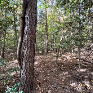 Photo #17 of Off Sarah Street , Bowling Green, VA 4.9 acres