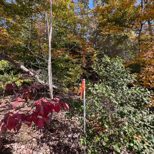 Photo #19 of Off Sarah Street , Bowling Green, VA 4.9 acres