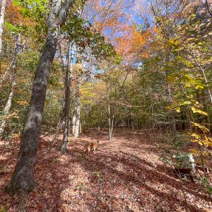 Photo #23 of Off Sarah Street , Bowling Green, VA 4.9 acres