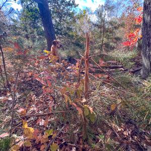 Photo #26 of Off Sarah Street , Bowling Green, VA 4.9 acres
