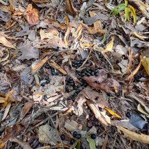 Photo #31 of Off Sarah Street , Bowling Green, VA 4.9 acres